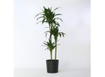 Dracaena Deremensis Janet Craig – Altezza 140–150 Cm – Ø 24 Cm – Grande Albero Di Drago Con Foglie Verde Scuro – Pianta Da Appartamento Che Purifica L'aria E Facile Da Curare – Per Il Soggiorno E L'ufficio