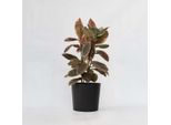 Ficus Gommoso - Ficus Elastica 'Belize' - Altezza 75-100 Cm - Pianta Da Appartamento Ø24 Cm - Pianta Ornamentale Variegata Con Fogliame Rosa-Verde - Purificante Dell'aria, Facile Da Curare E Decorativa