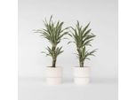 Dracaena – 2 Piante – Dracaena Deremensis 'White Stripe' – Altezza 60–70 Cm – Ø 17 Cm – Piante Da Appartamento Facili Da Curare E Che Purificano L'aria – Piante Verdi Tropicali Per La Casa E L'ufficio