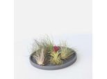 Tillandsia Mix – 6 Piante – Piante Aeree Tillandsia – Altezza 5–15 Cm – ⌀5 Cm – Piante Da Appartamento Facili Da Curare E Senza Terra – Bromelia Esotica Per Decorazioni, Terrari E Idee Creative Per La Casa