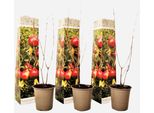 Albero Di Melograno – 6 Piante – Punica Granatum – Altezza 25-40 Cm – ⌀9 Cm – Arbusto Da Frutto Resistente Al Freddo Con Frutti Commestibili – Pianta Ornamentale E Da Frutto Per Giardino, Terrazza E Balcone