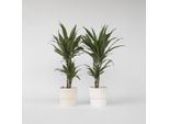 Dracaena – 2 Piante – Dracaena Deremensis 'Warneckei' – Altezza 60–70 Cm – Ø 17 Cm – Piante Da Appartamento Facili Da Curare E Che Purificano L'aria – Piante Verdi Tropicali Per La Casa E L'ufficio