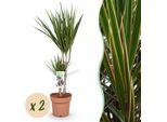 Dracaena Marginata – 2 Eleganti Alberi Del Sangue Di Drago – 70-80 Cm – 17 Cm – Piante Da Appartamento Facili Da Curare – Piante Verdi Slanciate Con Bordi Rossi Per Soggiorni E Uffici Moderni