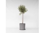 Olivo – Olea Europaea – Altezza 80–90 Cm – Ø 19 Cm – Autentico Olivo Mediterraneo – Albero Ornamentale Sempreverde Con Fogliame Argenteo – Pianta Resistente Al Freddo Per Giardini, Terrazze E Balconi