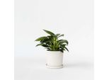 Philodendron Baumfreund – Philodendron 'White Wave' – Altezza 25-40 Cm – ⌀12 Cm – Pianta D'appartamento Esotica Con Foglie Striate Di Bianco – Facile Da Curare E Purificatrice Dell'aria