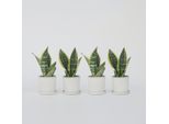 Sansevieria – 4 Piante – Sansevieria 'Futura Superba' – Altezza 35–40 Cm – Piante Da Appartamento Facili Da Curare E Che Purificano L'aria – Piante Verdi Per Soggiorno, Ufficio E Camera Da Letto