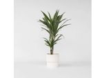 Dracaena Dracaena – Dracaena Deremensis 'Warneckei' – Altezza 60–70 Cm – Ø 17 Cm – Pianta Da Appartamento Facile Da Curare E Purificatrice Dell'aria – Pianta Tropicale Verde Con Fogliame Decorativo Per La Casa E L'ufficio