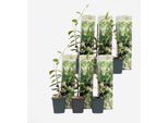 Gelsomino – 6 Piante – Trachelospermum Jasminoides – Altezza 25–40 Cm – Ø 9 Cm – Pianta Rampicante Sempreverde Con Fiori Bianchi Profumati – Resistente Al Freddo E Facile Da Curare – Per Giardino, Terrazza E Pergola