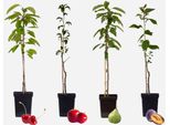 Alberi Da Frutto – 4 Piante – Malus, Pyrus, Prunus – Altezza 60–70 Cm – ⌀9 Cm – Set Di Alberi Da Frutto Con Mela, Pera, Ciliegia E Prugna – Piante Da Frutto Resistenti Al Freddo Per Giardino, Balcone E Aiuola Rialzata – Frutta Fresca Di Produzione Propria