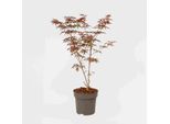 Acero Giapponese – Acer Palmatum 'Starfish' – Altezza 60-70 Cm – ⌀19 Cm – Acero Ornamentale Con Foglie Rosso Intenso A Forma Di Stella Marina – Resistente Al Freddo, Decorativo E Facile Da Curare