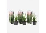 Erbe Della Pampa – 3 Piante – Cortaderia Selloana – Altezza 25–40 Cm – ⌀9 Cm – Erbe Ornamentali Resistenti Al Freddo Con Pannocchie Di Fiori Bianchi E Rosa – Per Giardini, Balconi E Terrazze – Crescita Rapida E Facile Manutenzione
