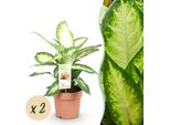 Dieffenbachia Camilla – 2 Piante Decorative Da Interno – 45-50 Cm – 17 Cm – Facili Da Curare E Purificatrici Dell'aria – Fogliame Multicolore Per Soggiorno, Ufficio E Camera Da Letto