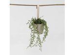 Pianta Rampicante – Senecio Radicans – String Of Bananas – Pianta Ricadente Con Foglie A Forma Di Banana – Altezza 10–20 Cm – Vaso Ø 12 Cm – Piante Grasse Facili Da Curare E Che Amano Il Sole