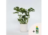 Foglia Di Finestra – Monstera Deliciosa – Altezza 70–80 Cm – Ø 21 Cm – Pianta Da Appartamento Che Purifica L'aria Con Grandi Foglie Perforate – Pianta Verde Tropicale Per Soggiorno E Ufficio – Concime Pokon Incluso