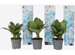 Ortensia Hydrangea – 3 Piante – Hydrangea Macrophylla Bavaria – Altezza 25–40 Cm – Ø 9 Cm – Fiori Bicolori Blu-Bianchi – Ortensia Da Giardino Molto Fiorifera Per Aiuole, Terrazze E Balconi