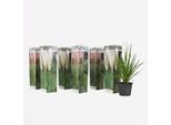 Erbe Della Pampa – 6 Piante – Cortaderia Selloana – Altezza 25–40 Cm – ⌀9 Cm – Erbe Ornamentali Resistenti Al Freddo Con Pannocchie Bianche E Rosa – Per Giardini, Balconi E Terrazze – Crescita Rapida E Facile Manutenzione