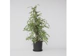 Ficus Benjamina Twilight – Fico Della Birmania – Altezza 100–110 Cm – Ø 21 Cm – Pianta Da Appartamento Purificatrice Dell'aria Con Foglie Verde-Bianche – Facile Da Curare E Decorativa Per Il Soggiorno E L'ufficio