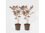 Acero Giapponese – 2 Piante – Acer Palmatum 'Starfish' – Altezza 60-70 Cm – ⌀19 Cm – Acero Ornamentale Con Foglie Rosso Intenso A Forma Di Stella – Pianta Da Giardino Resistente Al Freddo Ed Elegante