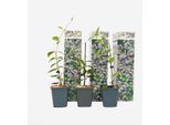 Gelsomino Stellato – 3 Piante – Trachelospermum Jasminoides – Altezza 25–40 Cm – Ø 9 Cm – Pianta Rampicante Sempreverde Con Profumati Fiori Rosa – Gelsomino Toscano Di Facile Manutenzione Per Giardini, Terrazze E Balconi