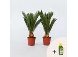 Felce Palma Sagù – 2 Piante – Cycas Revoluta – Altezza 45–60 Cm – Ø 15 Cm – Pianta Esotica Da Appartamento E Da Vaso – Elegante Felce Palma Con Fronde Lucide – Concime Per Piante Incluso