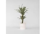 Dracaena Dracaena – Dracaena Deremensis 'White Stripe' – Altezza 60–70 Cm – Ø 17 Cm – Pianta Da Appartamento Facile Da Curare Con Foglie Striate Di Bianco – Pianta Tropicale Purificatrice Dell'aria Per La Casa E L'ufficio