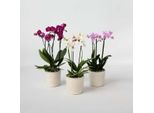 Phalaenopsis Orchidea Farfalla Mix Da 3 – Set Multiflora In Bianco Rosa Viola – Altezza 35–45 Cm Ø12 Cm – Eleganti Orchidee Da Interno Con Lunga Fioritura Per Soggiorno Ufficio Idee Regalo