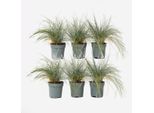 Fescue Blu-Verde – 6 Piante – Festuca Glauca ‘Elijah Blue’ – Altezza 10–15 Cm – Ø 9 Cm – Coprisuolo Sempreverde Ed Erba Ornamentale – Erba Blu Resistente Al Freddo Per Giardini, Aiuole E Balconi