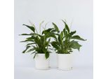 Giglio Della Pace – 2 Piante – Spathiphyllum 'Lima' – Altezza 60–75 Cm – ⌀17 Cm – Pianta Da Appartamento Che Purifica L'aria Con Fiori Bianchi – Pianta Facile Da Curare Per La Casa E L'ufficio