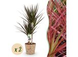 Dracaena Magenta – Due Alberi Del Drago Facili Da Curare In Un Cesto Decorativo – 17 Cm – Altezza 70-80 Cm – Piante Da Appartamento Rosso-Verdi Per Interni – Eleganti Piante Purificatrici Dell'aria