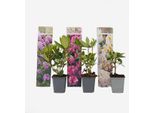 Rododendro – 3 Piante – Rododendro Catawbiense Mix – Altezza 25–40 Cm – Ø 9 Cm – Piante Da Giardino Sempreverdi – Arbusti Fioriti Per Aiuole, Terrazze E Balconi – Resistenti Al Freddo E Facili Da Curare