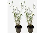Bambù – 2 Piante – Fargesia Papyrifera ‘Blue Dragon’ – Altezza 30–40 Cm – Bambù Sempreverde E Non Invasivo – Resistente Al Freddo Fino A –20 °C – Ideale Per Giardini, Terrazze E Siepi – Ø 13 Cm