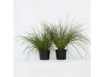 Erba Lampada – 2 Piante – Pennisetum 'Hameln' – Altezza 20–30 Cm – ⌀23 Cm – Erba Ornamentale Resistente Al Freddo Con Spighe Decorative – Erba Da Giardino Facile Da Curare Per Aiuole, Balconi E Terrazze