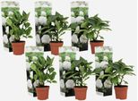 Ortensia Hydrangea – 6 Piante – Hydrangea Macrophylla 'Wudu' – Altezza 25–40 Cm – Ø 9 Cm – Ortensia Contadina Con Fiori Bianchi – Resistente Al Freddo, Facile Da Curare E Molto Fiorifera – Per Giardini, Aiuole E Vasi