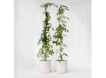 Campsis Radicans 'Flava' – 2 Piante – Altezza 110–120 Cm – Ø 17 Cm – Pianta Rampicante Resistente Al Freddo Con Fiori Gialli A Forma Di Tromba – Pianta Rampicante A Crescita Rapida Per Giardini, Recinzioni E Muri