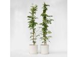 Campsis 'Mme Galen' – 2 Piante – Altezza 110–120 Cm – Ø 17 Cm – Pianta Rampicante Resistente Al Freddo Con Fiori Rosso-Arancio – Pianta Rampicante A Crescita Rapida Per Giardini, Recinzioni E Pergolati