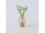 Bambù Della Fortuna – 6 Piante – Dracaena Sanderiana – Altezza 40–50 Cm – Ø 2 Cm – Pianta Feng Shui Per Energia Positiva E Fortuna – Pianta Da Appartamento Facile Da Curare Per La Casa E L'ufficio