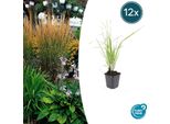Canna Da Sabbia - Calamagrostis Acutiflora 'Karl Foerster' - ↕10-25Cm - Ø9Cm - 12 Piante - Erba Ornamentale Resistente All'inverno Con Eleganti Pannocchie Fiorite