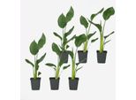 Strelitzia, Fiore Dell'uccello Del Paradiso – 6 Piante – Strelitzia Reginae – Altezza 25–40 Cm – Ø 9 Cm – Pianta Tropicale Da Appartamento Con Foglie Grandi – Pianta Fiorita Esotica Per Soggiorno, Giardino D'inverno E Terrazza