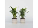 Piccole Palme Da Interno – 2 Piante – Dypsis Lutescens & Chamaedorea Elegans – Altezza 25–40 Cm – Ø 12 Cm – Palme Purificatrici Dell'aria Per Interni – Facili Da Curare E Tropicali – Ideali Per Il Soggiorno E L'ufficio