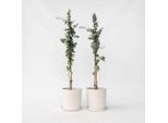 Eucalipto – 2 Piante – Eucalyptus Cinerea 'Silver Dollar' – Altezza 90–110 Cm – Ø 19 Cm – Pianta Da Giardino Profumata E Resistente Al Freddo – Eucalipto Blu Argento Per Giardino, Terrazza E Interni