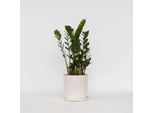 Zamioculcas Zamiifolia – Pianta Della Fortuna / Palma Smeraldo – Altezza 55–65 Cm – Ø 17 Cm – Pianta Da Appartamento Facile Da Curare Per La Casa E L'ufficio