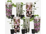 Magnolia Magnolia – 6 Piante – Magnolia Soulangeana, Susan & Stellata – Altezza 25–40 Cm – Ø 9 Cm – Arbusti Da Fiore Resistenti Al Freddo Con Profumati Fiori Primaverili – Per Giardino, Terrazza E Balcone