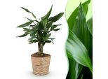 Dracaena Fragrans Steudneri – 50-55 Cm – 17 Cm Con Cesto – Dracaena Facile Da Curare – Pianta Verde Robusta Con Fogliame Elegante Per Soggiorno, Ufficio E Camera Da Letto
