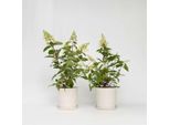 Ortensia – 2 Piante – Hydrangea Paniculata 'Pinky Winky' – Altezza 25–40 Cm – ⌀19 Cm – Ortensia A Pannocchia Resistente Al Freddo Con Fiori Bicolori – Pianta Da Giardino Facile Da Curare Per Aiuole E Vasi