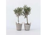 Olivo – Set Da 2 Olea Europaea – Albero Mediterraneo Sempreverde – Per Giardino, Terrazza E Balcone – Fiori Profumati E Fogliame Argenteo – Altezza 50-60 Cm – Ø 14 Cm