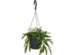 Hoya Wayetii - Ø19Cm X ↕20Cm - Fiore Di Cera In Miniatura Con Viticci Pendenti E Fogliame Lucido E Succulento - Pianta D'appartamento Tropicale Per Ombra Parziale - Facile Da Curare E Decorativa Per Uso Interno