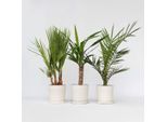 Mix Di Palme Da Interno – 3 Piante – Mix Di Palme Da Interno – Altezza 50-70 Cm – Ø 14 Cm – Piante Tropicali Da Interno Con Phoenix, Washingtonia E Yucca – Palme Purificatrici Dell'aria Facili Da Curare Per Soggiorno E Ufficio