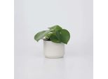 Peperomia A Foglia Larga – Peperomia Polybotrya 'Raindrop' – Altezza 20–30 Cm – Ø 12 Cm – Pianta Da Appartamento Facile Da Curare Con Foglie A Forma Di Goccia – Purificante Dell'aria E Decorativa Per Soggiorno E Ufficio