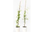 Clematide – 2 Piante – Clematis 'Hagley Hybrid' – Altezza 100–120 Cm – Ø 17 Cm – Pianta Rampicante A Doppia Fioritura Con Grandi Fiori Rosa – Profumata, Resistente All'inverno E Amica Delle Api – Per Giardini, Recinzioni E Pergolati