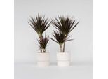 Dracaena – 2 Piante – Dracaena Marginata 'Magenta' – Altezza 70–80 Cm – Ø 17 Cm – Set Di Piante Tropicali Da Interno – Facili Da Curare E Purificatrici Dell'aria – Ideali Per Soggiorno, Ufficio E Arredamento Moderno